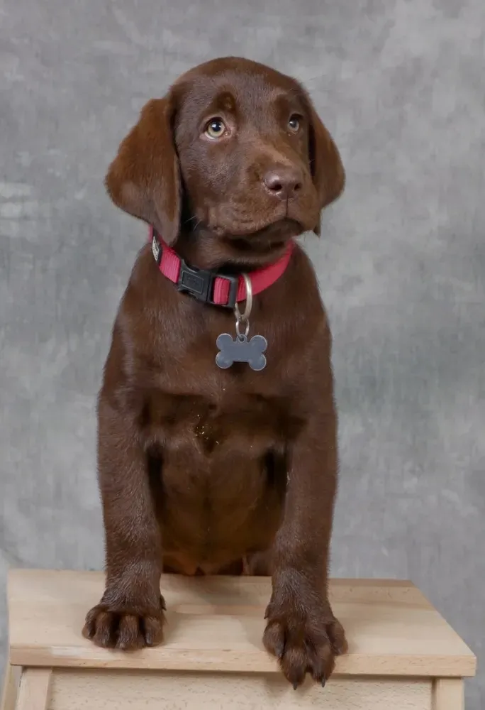 Shooting chiens (5)