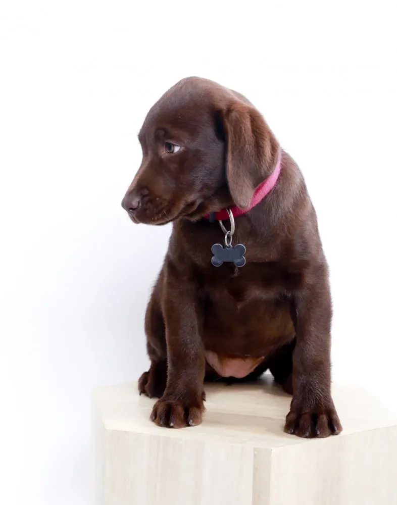 Shooting chiens (3)